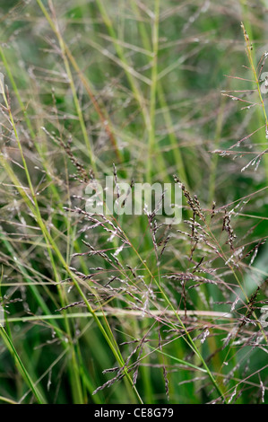 Sporobolus airoides seedheads semi di piante perenni ornamentali erbe erba impianto ritratti teste di seme sacaton alcalino Foto Stock