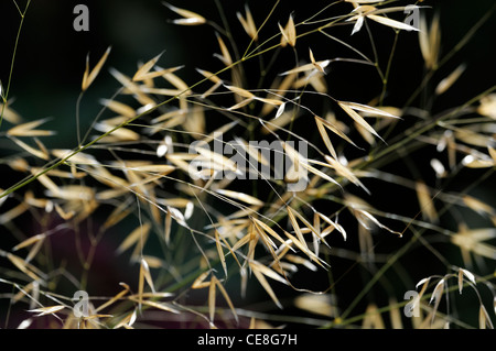 Stipa gigantea piuma gigante di semi di erba per luce solare retroilluminato autunno Graminacee ornamentali seedheads retroilluminato grafico di retroilluminazione golden Foto Stock