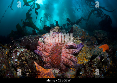 Un girasole predatori stella di mare, Pycnopodia helianthoides, esamina in mezzo il fondo roccioso di una foresta di kelp. Foto Stock