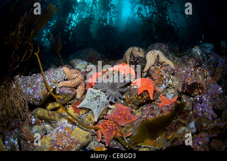 Varie specie di seastars aderente al fondo roccioso di una foresta di kelp a Monterey in California. Foto Stock