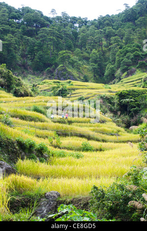 Maligcong terrazze di riso nelle Filippine. Foto Stock