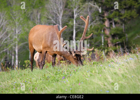 North American bull elk alimentando in un prato erboso Foto Stock