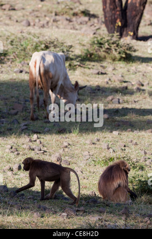 I babbuini Gelada Theropithecus (Papio) gelada. Il ribaltamento di bestiame bovino sterco e pietre alla ricerca di invertebrati. Endemica. Etiopia. Foto Stock