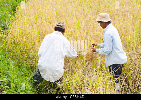 Gli agricoltori sono la raccolta in campo di risone Foto Stock