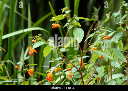 Arancione (Balsamina Impatiens capensis). Trovato lungo fiumi e canali nel Regno Unito. Introdotto dal Nord America. Foto Stock