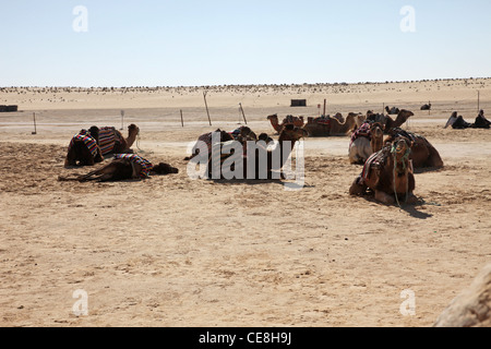 Cammelli nel deserto del Sahara, Tunisia Foto Stock