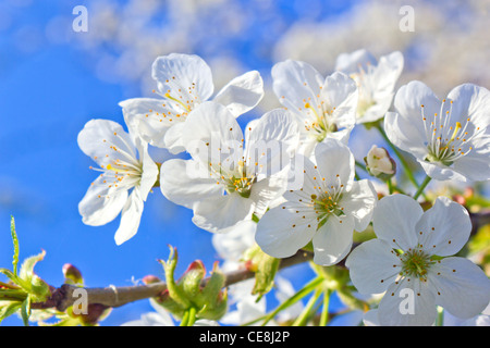 La molla di fiori di ciliegio Foto Stock