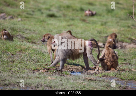 I babbuini Hamadryas (Papio hamadryas). I membri di una truppa in corrispondenza di un foro di irrigazione. Gioisca il parco nazionale. Etiopia. Foto Stock