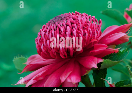 Waratah Telopea speciosissima Foto Stock