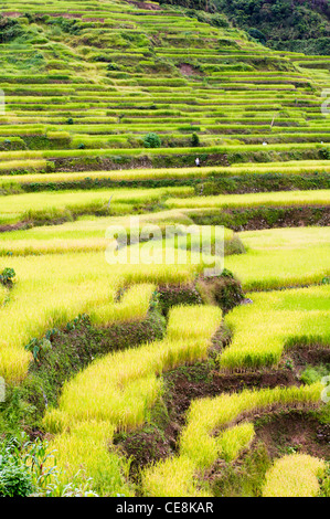 Maligcong terrazze di riso nelle Filippine. Foto Stock