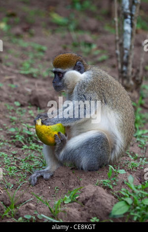 Grivet Monkey (Cercopithecus aethiops). Uno dei Green scimmie. Azienda e mangiare i contenuti di un arancione. Etiopia centrale. Foto Stock