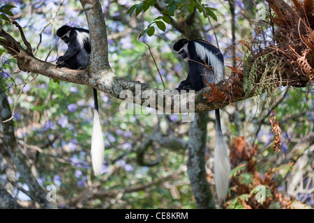 Abissino Black and White Colobus scimmie o Guereza (Colubus abyssinicus). Coppia. Foto Stock