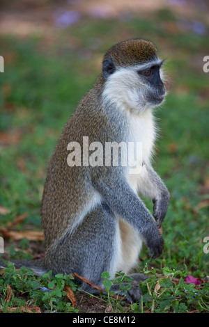 Grivet Monkey (Cercopithecus aethiops). Uno dei Green scimmie. Etiopia centrale. Foto Stock