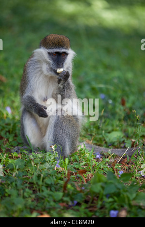 Grivet Monkey (Cercopithecus aethiops). Uno dei Green scimmie. Etiopia centrale. Il contenimento di cibo elemento utilizzando opponibile pollice. Foto Stock