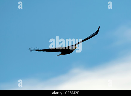 American aquila calva (Haliaeetus leucocephalus) SCO 7895 Foto Stock