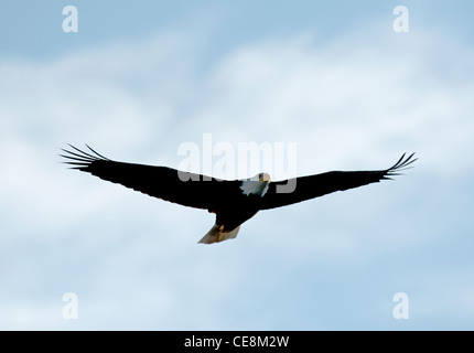 American aquila calva (Haliaeetus leucocephalus) SCO 7896 Foto Stock