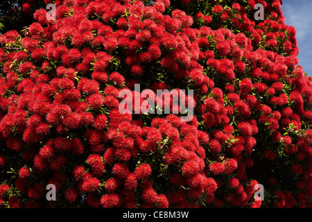 Pohutukawa albero in fiore, Akaroa, Penisola di Banks, Canterbury, Isola del Sud, Nuova Zelanda Foto Stock