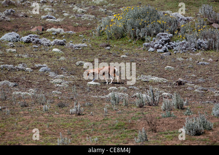 Lupo etiope o Simien Fox o Simien Jackal (Canis simensis). Senatti altopiano, montagne di balle. Etiopia. Endemica. In via di estinzione. Foto Stock