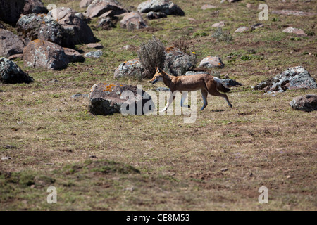 Lupo etiope o Simien Fox o Simien Jackal (Canis simensis). Senatti altopiano, montagne di balle. Etiopia. Endemica. In via di estinzione. Foto Stock