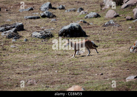 Lupo etiope o Simien Fox o Simien Jackal (Canis simensis). Senatti altopiano, montagne di balle. Etiopia. Endemica. In via di estinzione. Foto Stock