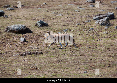 Lupo etiope o Simien Fox o Simien Jackal (Canis simensis). Montagne di balle. Etiopia. Endemica. Produttore africano di canino. Foto Stock