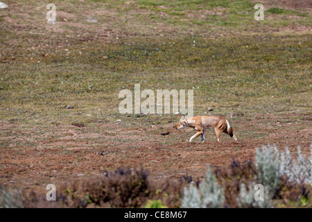 Lupo etiope o Simien Fox o Simien Jackal (Canis simensis). Montagne di balle. Etiopia. Endemica. Produttore africano di canino. Foto Stock