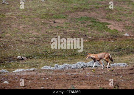 Lupo etiope o Simien Fox o Simien Jackal (Canis simensis). Montagne di balle. Etiopia. Endemica. Produttore africano di canino. Foto Stock