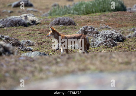 Lupo etiope o Simien Fox o Simien Jackal ( Canis simensis). Montagne di balle. Etiopia. Endemica. Produttore africano di canino. Foto Stock