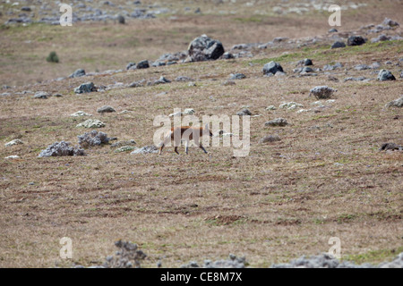 Lupo etiope o Simien Fox o Simien Jackal (Canis simensis). Senatti altopiano, montagne di balle. Etiopia. Endemica. In via di estinzione. Foto Stock