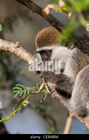 Grivet Monkey (Cercopithecus aethiops). I giovani o i capretti animale. Tenendo il ramo di Acacia mangiare fogliame, opponibile thumbs facilitare la presa. Ethiopa. Foto Stock