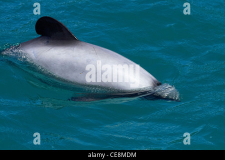 Hector i delfini (Cephalorhynchus hectori), Akaroa Harbour, Penisola di Banks, Canterbury, Isola del Sud, Nuova Zelanda Foto Stock