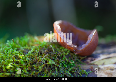 Jelly orecchio funghi che crescono su di un registro Foto Stock