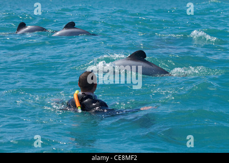 Nuoto con Hector's delfini (Cephalorhynchus hectori), Akaroa Harbour, Penisola di Banks, Canterbury, Isola del Sud, Nuova Zelanda Foto Stock