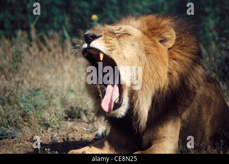 Profilo di leone asiatico; Parco nazionale della foresta di Gir; Gir di Sasan; Junagadh; Gujarat; india; asia Foto Stock