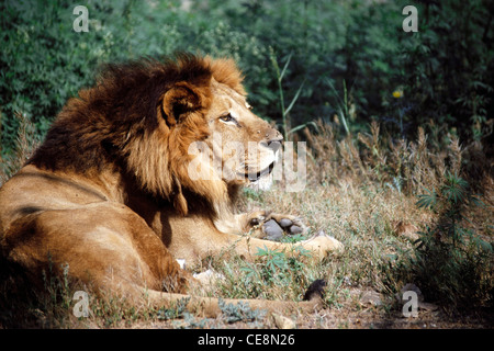 Profilo di seduta del Leone asiatico ; Parco Nazionale della Foresta di Gir ; Gir di Sasan ; Junagadh ; Gujarat ; india ; asia Foto Stock