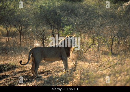 Profilo in piedi del leone asiatico ; Parco Nazionale della Foresta di Gir ; Gir di Sasan ; Junagadh ; Gujarat ; india ; asia Foto Stock