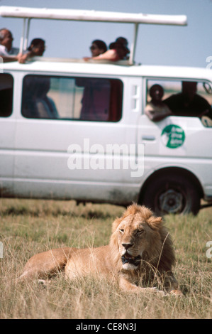 Leone africano e turisti in Masai Mara Kenya Africa Foto Stock