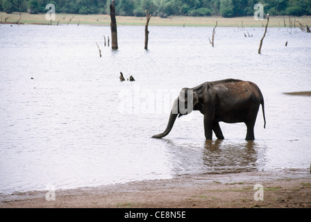 Acqua potabile degli elefanti selvatici indiani ; Elefas maximus ; Parco Nazionale Kabini ; Karnataka ; India ; Asia Foto Stock