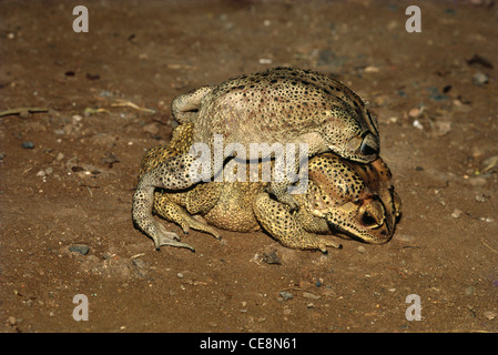Accoppiamento dei toads , Duttaphrynus melanostictus , rospo indiano comune , rospo nero asiatico , rospo asiatico , rospo nero , rospo nero , Bufo melanostictus , Foto Stock