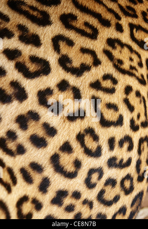 Leopardo Skin closeup , Panthera Pardus , Borivali National Park , Bombay , mumbai , Maharashtra , india , asia Foto Stock