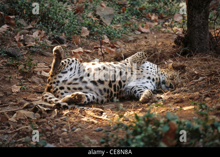 Leopardo Rolling , Panthera Pardus , Parco Nazionale Borivali , Bombay , mumbai , Maharashtra , india , asia Foto Stock