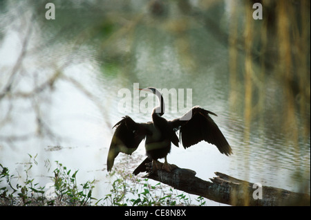 MAA 80081 : indian snake Bird Darter ali di asciugatura , Parco Nazionale di Keoladeo , Bharatpur , Rajasthan , India Foto Stock