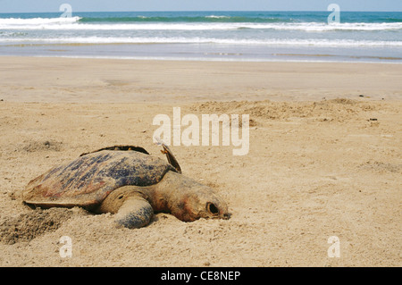 Tartaruga di Mar Morto , tartaruga marina , spiaggia di Ganpatipule , Costa di Konkan , Maharashtra , India , asia Foto Stock