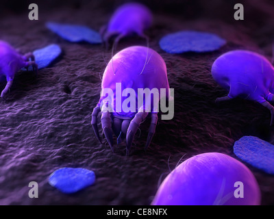 Gli acari della polvere. Computer artwork di acari della polvere (Dermatophagoides pteronyssinus). Foto Stock