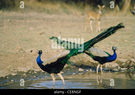 SNA 80066 : Uccelli indiano , Pavoni Pavo Cristatus Peafowl comune india Foto Stock