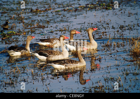 SNA 80074 : Uccelli , Graylag Goose Anser anser Foto Stock