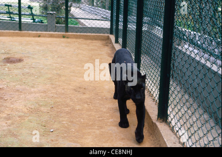 Panther nero ; leopardo ; Panthera Pardus ; Zoo , india , asia Foto Stock