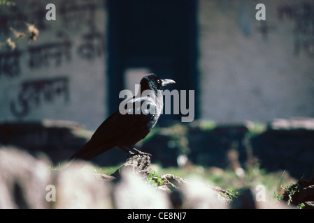 Uccello Indiano , Corvo della giungla , corvo fatturato grande , Corvus Macrorhynchos , india , asia Foto Stock