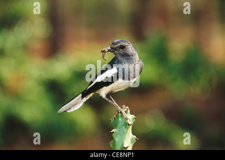 Uccello , Robbino Magpie , con alimentazione , Robbino orientale magpie , Cobbychus saularis , Donna , Bangalore , India , asia Foto Stock