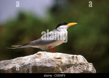 Uccello , Fiume Tern seduto su una roccia , Sterna aurantia , Santuario degli Uccelli di Ranganathitoo , Ranganathittu , Mandya , Mysore , Karnataka , India , Asia Foto Stock